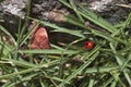 Red ladybug walking around in nature. Detailed close-up. Royalty Free Stock Photo