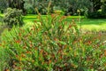 Red tip cocoplum Chrysobalanus icaco - Long Key Natural Area, Davie, Florida, USA Royalty Free Stock Photo