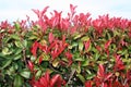 Red-Tipped Photinia Royalty Free Stock Photo