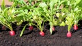 The red tips of the radishes are peeking out from under the soil. Early spring vegetables grow in the garden beds. The concept of