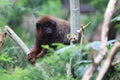 Red titi Royalty Free Stock Photo