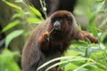 Red titi Royalty Free Stock Photo