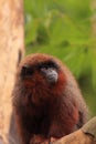 Red titi monkey