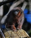 Red Titi monkey 6