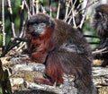 Red Titi monkey 4