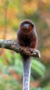 Red titi portrait