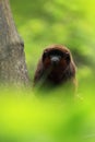 Red titi Royalty Free Stock Photo