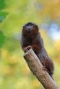 Red titi portrait