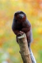 Red titi portrait