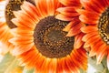 Red to orange color sunflowers close-up in bloom in the garden, bright floral background Royalty Free Stock Photo