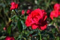 Red to purple coloured roses in full blossom during early autumn season in botanical garden. Royalty Free Stock Photo