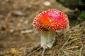 Red toadstool Royalty Free Stock Photo