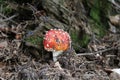 Autumn colors in the forest