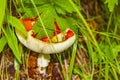 Red toadstool fly agaric in the forest Norway Royalty Free Stock Photo