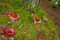 Red toadstool fly agaric in the forest Norway Royalty Free Stock Photo
