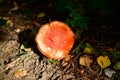 Red toadstool forest in autumn, mushrooms, tree colors,