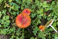 Red toadstool in the grass in the meadow Royalty Free Stock Photo