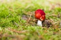 Red toadstool in the woods