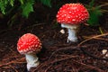 Red Toadstool Mushroom