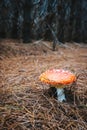 Red toadstool mushroom in a dark forest.