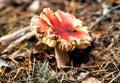 Red toadstool mushroom in forest Royalty Free Stock Photo