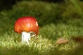 red toadstool mushroom sourrounded by green moss