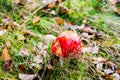 Red toadstool poisonous mushroom growth in the forest Royalty Free Stock Photo