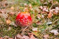 Red toadstool poisonous mushroom growth in the forest Royalty Free Stock Photo