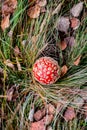 Red toadstool poisonous mushroom growth in the forest Royalty Free Stock Photo