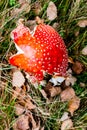 Red toadstool poisonous mushroom growth in the forest Royalty Free Stock Photo