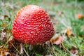 Red toadstool poisonous mushroom growth in the forest Royalty Free Stock Photo