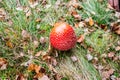 Red toadstool poisonous mushroom growth in the forest Royalty Free Stock Photo