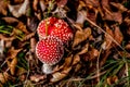Red toadstool poisonous mushroom growth in the forest Royalty Free Stock Photo