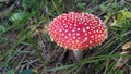 Red toadstool poisonous mushroom growth in the forest, fly agaric fungi. Fly agaric hat top view. Danger inedible toxic mushroom Royalty Free Stock Photo