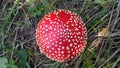 Red toadstool poisonous mushroom growth in the forest, fly agaric fungi. Fly agaric hat top view. Danger inedible toxic mushroom Royalty Free Stock Photo