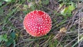 Red toadstool poisonous mushroom growth in the forest, fly agaric fungi. Fly agaric hat top view. Danger inedible toxic mushroom Royalty Free Stock Photo