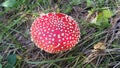 Red toadstool poisonous mushroom growth in the forest, fly agaric fungi. Fly agaric hat top view. Danger inedible toxic mushroom Royalty Free Stock Photo