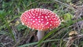 Red toadstool poisonous mushroom growth in the forest, fly agaric fungi. Fly agaric hat top view. Danger inedible toxic mushroom Royalty Free Stock Photo