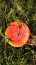 Red toadstool poisonous mushroom growth in the forest, fly agaric fungi. Fly agaric hat top view. Danger inedible toxic mushroom Royalty Free Stock Photo