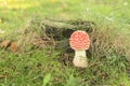 Red toadstool