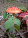 Red toadstool with white spots in nature. Colorful mushroom Royalty Free Stock Photo
