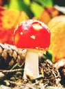 Red toadstool with white spots in nature. Colorful mushroom Royalty Free Stock Photo