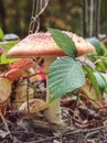 Red toadstool with white spots in nature. Colorful mushroom Royalty Free Stock Photo