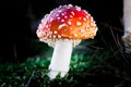 a red toadstool in the wood Royalty Free Stock Photo