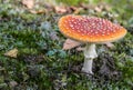 Red toadstool in the woods