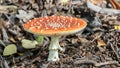 Red Toadstool in the woods