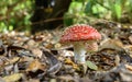 Red Toadstool in the woods