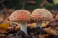 Red toadstools.Amanita muscaria