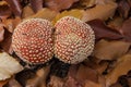 Red toadstools. Amanita muscaria