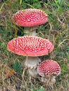 Red toadstools (Amanita muscarias) in grass Royalty Free Stock Photo